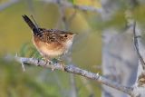 _MG_0774 Sedge Wren.jpg