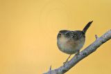 _MG_0788 Sedge Wren.jpg