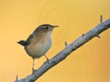 _MG_0795 Sedge Wren.jpg
