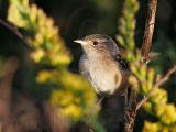 _MG_0822 Sedge Wren.jpg