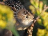 _MG_0853 Sedge Wren.jpg