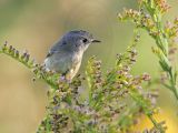 _MG_0993 Ruby-crowned Kinglet.jpg