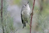 _MG_2844 Ruby-crowned Kinglet.jpg