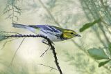 _MG_2460 Black-throated Green Warbler.jpg