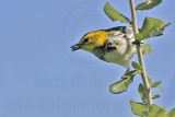 _MG_2495 Black-throated Green Warbler.jpg