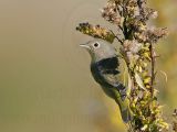 _MG_1483 Nashville Warbler.jpg