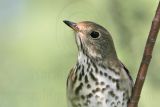 _MG_2330 Hermit Thrush.jpg