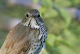 _MG_2831 Hermit Thrush.jpg