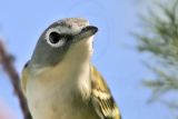 _MG_1828crop Blue-headed Vireo.jpg