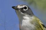 _MG_2396crop Blue-headed Vireo.jpg