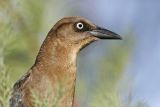 _MG_2919 Great-tailed Grackle.jpg