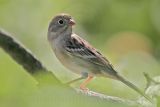 _MG_2013 Field Sparrow.jpg