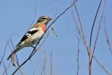_MG_2366 Rose-breasted Grosbeak.jpg