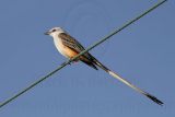 _MG_1079 Scissor-tailed Flycatcher.jpg