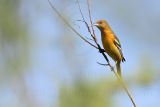 _MG_2632 Baltimore Oriole.jpg