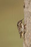 _MG_4362 Brown Creeper.jpg