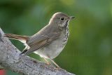 _MG_3194 Hermit Thrush.jpg