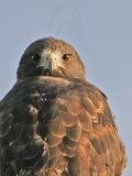 _MG_6080 White-tailed Hawk.jpg