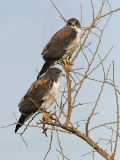 _MG_6491 White-tailed Hawk.jpg