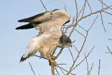 _MG_6523 White-tailed Hawk.jpg