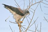 _MG_6546 White-tailed Hawk.jpg