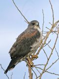 _MG_6630 White-tailed Hawk.jpg