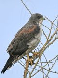 _MG_6644 White-tailed Hawk.jpg