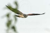 _MG_6712 White-tailed Hawk.jpg