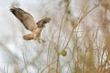 _MG_6718 White-tailed Hawk.jpg
