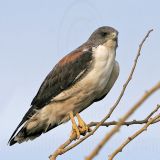 _MG_6781 White-tailed Hawk.jpg