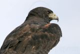 _MG_7008 White-tailed Hawk.jpg
