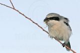_MG_7208 Loggerhead Shrike.jpg