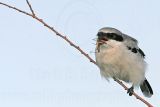 _MG_7210 Loggerhead Shrike.jpg