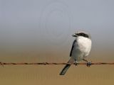 _MG_8034 Loggerhead Shrike.jpg