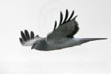 _MG_7100 Northern Harrier.jpg