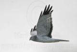 _MG_7101 Northern Harrier.jpg