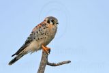_MG_7053 American Kestrel.jpg