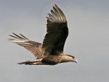 _MG_7238 Crested Caracara.jpg