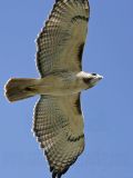 _MG_8045 Red-tailed Hawk.jpg