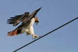 _MG_8095 Red-tailed Hawk.jpg