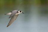 _MG_6873 Black Tern.jpg