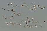 _MG_6147 Snow Goose.jpg