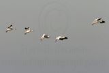 _MG_6289 Snow Goose.jpg