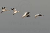 _MG_6290 Snow Goose.jpg