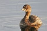 _MG_6025 Pied-billed Grebe.jpg