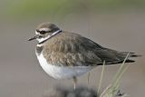 _MG_7338 Killdeer.jpg
