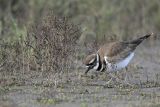 _MG_7514 Killdeer.jpg
