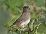 _MG_5187 Dark-eyed Junco.jpg