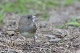 _MG_5470 Dark-eyed Junco.jpg