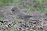 _MG_5475 Dark-eyed Junco.jpg